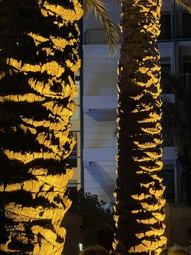 Palm tree trunks wrapped in warm lights at night