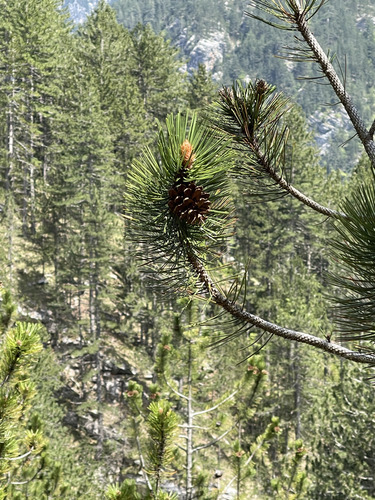 Pine branch with a cone in front of a forested mountain slope