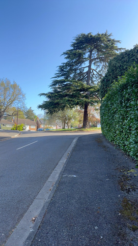 Quiet residential street with a tall evergreen tree and a hedge