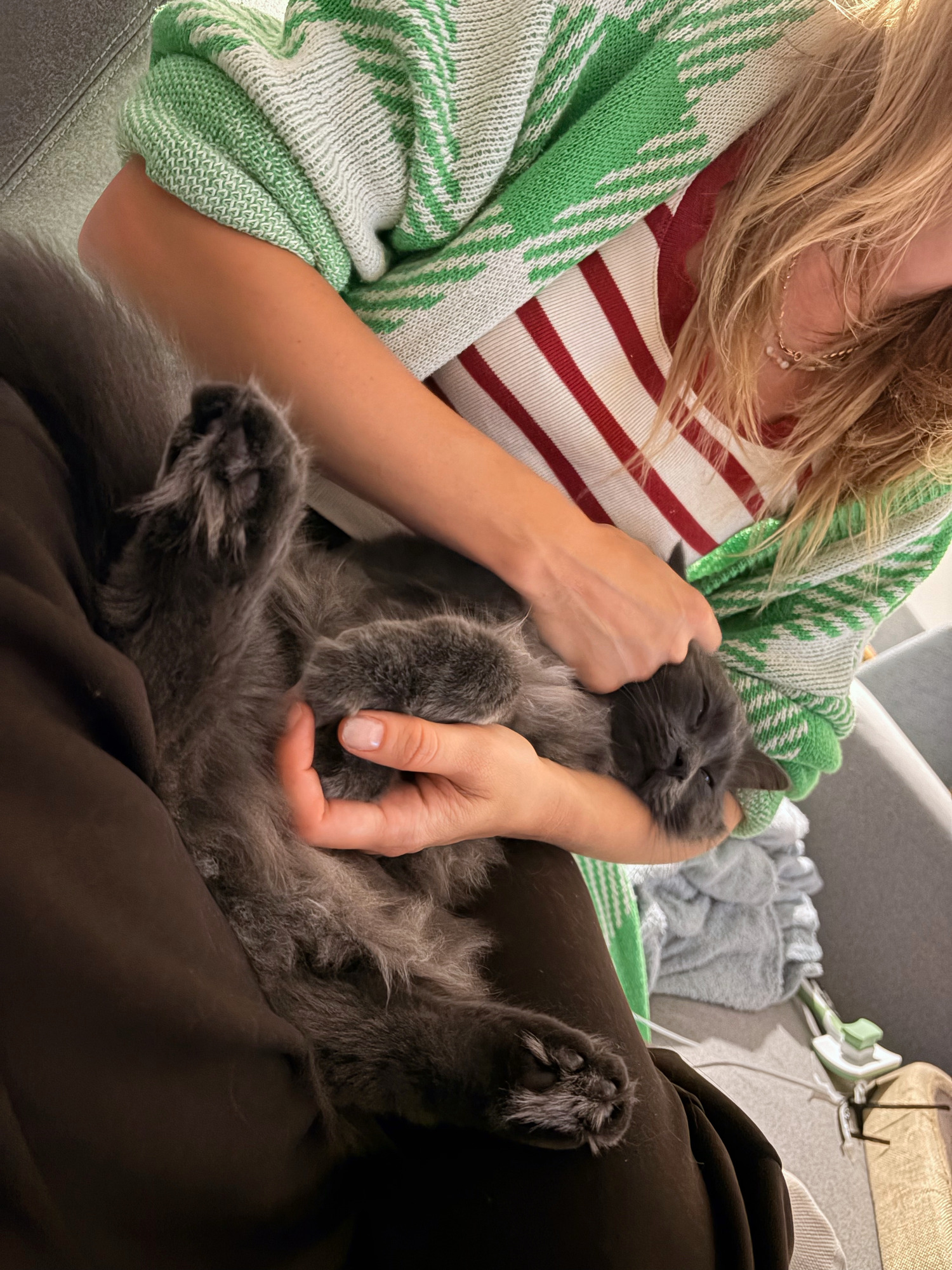 Grey cat lying belly-up on a lap being stroked