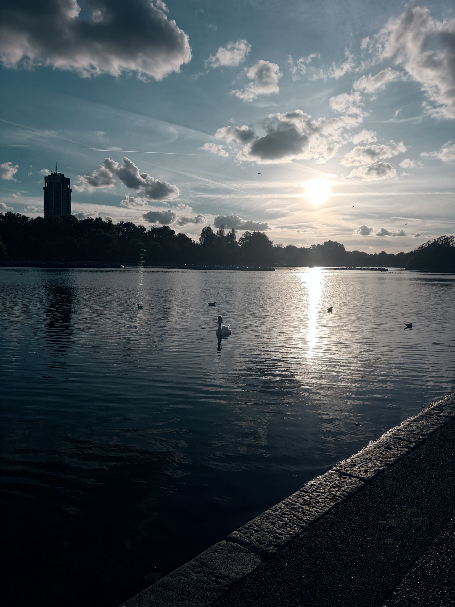 Swan on a lake under a cloudy sky with the low sun reflected in the water