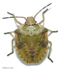 Profile photo of Waka