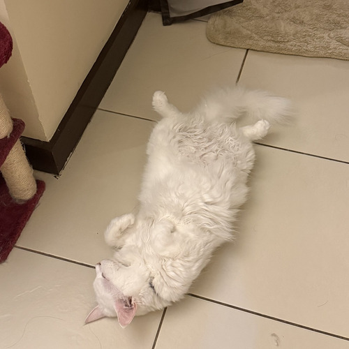 Profile photo of Ric
